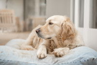 Un vieux Golden Retriever couché sur un matelas