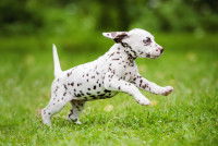 Un chiot Dalmatien court dans l'herbe