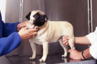 Un vétérinaire examine un Carlin avec de l'arthrose