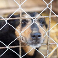 Abandons et euthanasies de chiens : des chiffres qui donnent le tournis