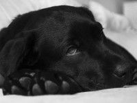 Comment fonctionne une assurance pour chien ?