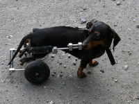 Pourquoi assurer son chien ?