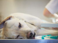 Quelles sont les dépenses couvertes par une assurance santé pour chien ?