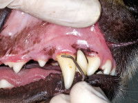 Quelles dépenses ne sont pas couvertes par une assurance pour chien ?