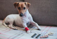 Les dépenses prises en charge par les formules « de base »