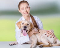 Quand souscrire une assurance santé pour son chien ?
