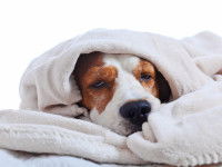 Le montant de la franchise