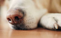 Vue proche du nez d'un chien en train de respirer