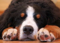 Un chien malade couché sur le sol