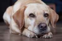 Un chien Labrador allongé sur le sol avec un air fatigué