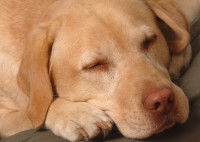 Un chien fatigué et malade allongé sur le sol