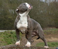 Un Amstaff debout dans un champ avec une posture étrange