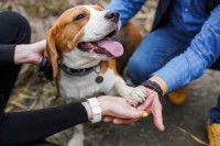Des humains aident un Beagle malade et lui tiennent la patte