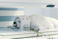 Un gros chien passe un IRM