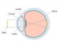Schéma de l'oeil d'un chien