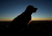 Un chien dans la nuit