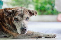 Un vieux chien aveugle allongé sur le sol