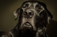 Un chien noir aveugle