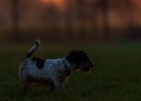 Un jeune chien dans le jardin au crépuscule