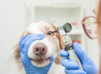 Un vétérinaire examine l'oeil d'un Border Collie
