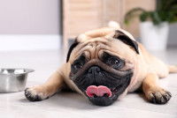 Un Carlin avec une drôle de tête allongé sur le sol