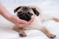 Une femme soutient la tête d'un Carlin malade