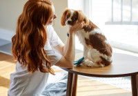 La récupération de l'AVC chez le chien