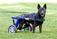Un chien handicapé avec un fauteuil roulant