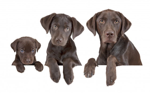 Images illustrant un chiot qui grandit