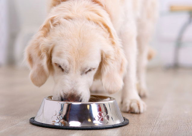 Un chien mange dans sa gamelle