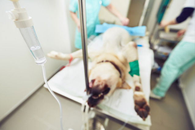 Un chien endormi en pleine opération chez un vétérinaire