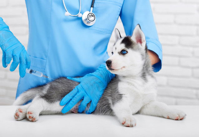 Un chiot Husky se fait vacciner par un vétérinaire