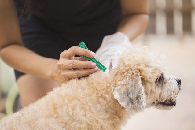 Un chien reçoit une pipette antipuce
