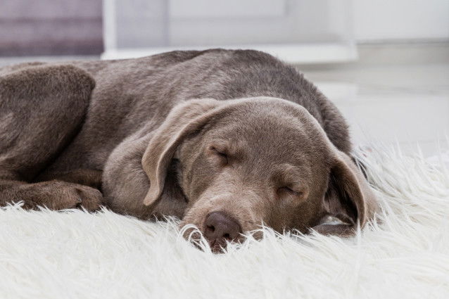 Un chien dort sur le tapis du salon