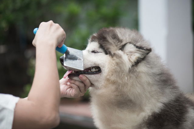 Un homme brosse son Husky Sibérien