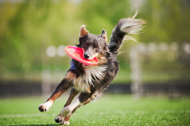 Un chien court avec un frisbee dans la gueule