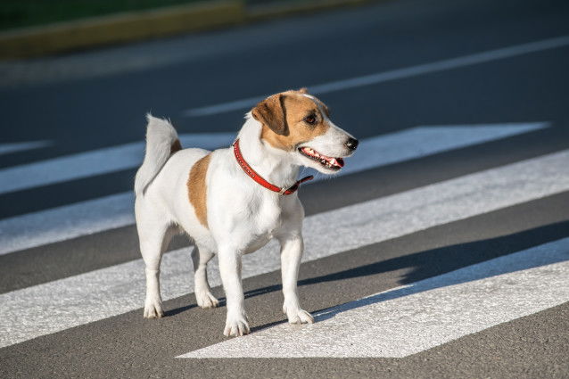 Un chien en pleine rue sur un passage piéton