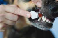 Une femme brosse les dents de son chien