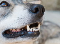 Vue proche des dents d'un chien