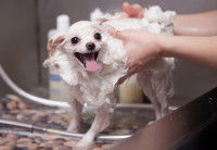 Une femme fait un shampoing à un Chihuahua