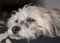 Un chien malade allongé sur un lit