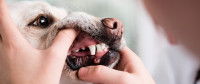 Le contrôle de la dentition du chien