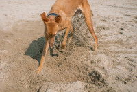 Un chien creuse un trou dans le sable sur la plage