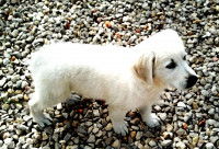 Un chiot blanc marche sur des gravillons