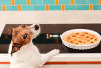 Un Jack Russell grimpe sur les plaques de la cuisinière