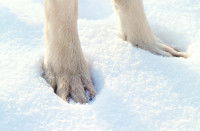Les pattes d'un chien qui se tient debout dans la neige