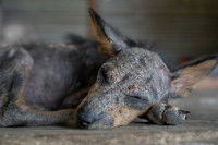 Un chien atteint de la teigne dort sur le sol