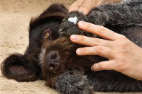 Un homme applique un baume sur le coussinet d'un chien