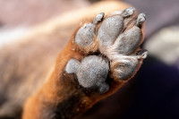 Vue proche d'une patte de chien avec des coussinets abîmés