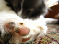 Comment entretenir les coussinets d'un chien ?